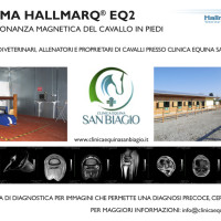 clinica equina san biagio galleria 11